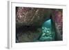 Young Grey Seal (Halichoerus Grypus) Exploring an Underwater Cave, Lundy Island, Devon, UK-Alex Mustard-Framed Photographic Print