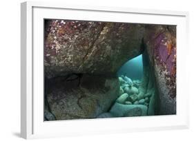 Young Grey Seal (Halichoerus Grypus) Exploring an Underwater Cave, Lundy Island, Devon, UK-Alex Mustard-Framed Photographic Print