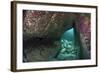 Young Grey Seal (Halichoerus Grypus) Exploring an Underwater Cave, Lundy Island, Devon, UK-Alex Mustard-Framed Photographic Print