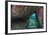 Young Grey Seal (Halichoerus Grypus) Exploring an Underwater Cave, Lundy Island, Devon, UK-Alex Mustard-Framed Photographic Print