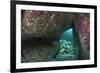 Young Grey Seal (Halichoerus Grypus) Exploring an Underwater Cave, Lundy Island, Devon, UK-Alex Mustard-Framed Photographic Print