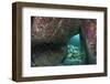 Young Grey Seal (Halichoerus Grypus) Exploring an Underwater Cave, Lundy Island, Devon, UK-Alex Mustard-Framed Photographic Print