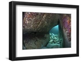 Young Grey Seal (Halichoerus Grypus) Exploring an Underwater Cave, Lundy Island, Devon, UK-Alex Mustard-Framed Photographic Print