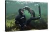 Young Grey Seal (Halichoerus Grypus) Playing with Snorkeller, Farne Islands, Northumberland, UK-Alex Mustard-Stretched Canvas