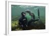 Young Grey Seal (Halichoerus Grypus) Playing with Snorkeller, Farne Islands, Northumberland, UK-Alex Mustard-Framed Photographic Print