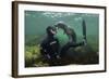 Young Grey Seal (Halichoerus Grypus) Playing with Snorkeller, Farne Islands, Northumberland, UK-Alex Mustard-Framed Photographic Print