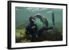 Young Grey Seal (Halichoerus Grypus) Playing with Snorkeller, Farne Islands, Northumberland, UK-Alex Mustard-Framed Photographic Print