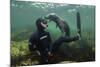 Young Grey Seal (Halichoerus Grypus) Playing with Snorkeller, Farne Islands, Northumberland, UK-Alex Mustard-Mounted Photographic Print
