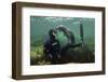 Young Grey Seal (Halichoerus Grypus) Playing with Snorkeller, Farne Islands, Northumberland, UK-Alex Mustard-Framed Photographic Print