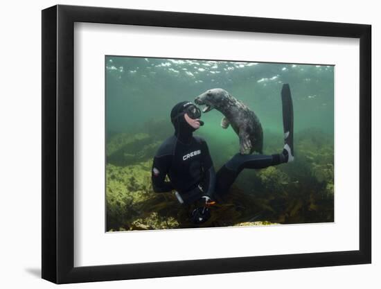 Young Grey Seal (Halichoerus Grypus) Playing with Snorkeller, Farne Islands, Northumberland, UK-Alex Mustard-Framed Photographic Print