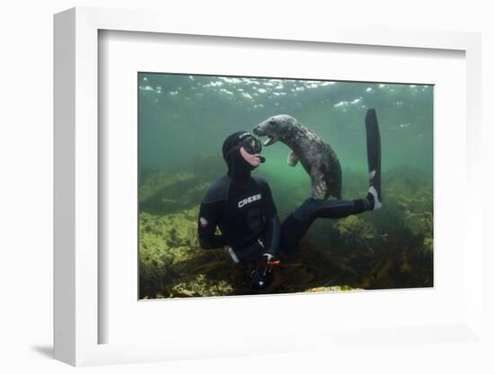 Young Grey Seal (Halichoerus Grypus) Playing with Snorkeller, Farne Islands, Northumberland, UK-Alex Mustard-Framed Photographic Print