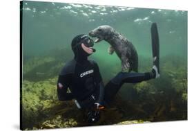 Young Grey Seal (Halichoerus Grypus) Playing with Snorkeller, Farne Islands, Northumberland, UK-Alex Mustard-Stretched Canvas