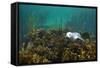 Young Grey Seal (Halichoerus Grypus) Resting on a Bed of Seaweed, Inner Hebrides, Scotland, UK-Alex Mustard-Framed Stretched Canvas