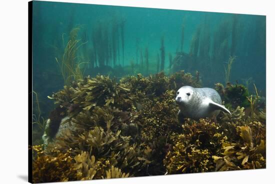 Young Grey Seal (Halichoerus Grypus) Resting on a Bed of Seaweed, Inner Hebrides, Scotland, UK-Alex Mustard-Stretched Canvas