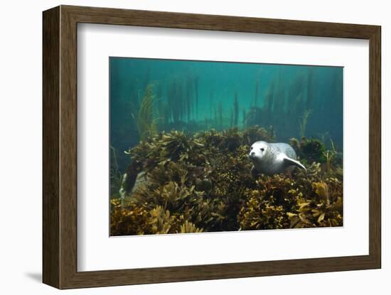 Young Grey Seal (Halichoerus Grypus) Resting on a Bed of Seaweed, Inner Hebrides, Scotland, UK-Alex Mustard-Framed Photographic Print