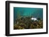 Young Grey Seal (Halichoerus Grypus) Resting on a Bed of Seaweed, Inner Hebrides, Scotland, UK-Alex Mustard-Framed Photographic Print