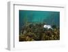 Young Grey Seal (Halichoerus Grypus) Resting on a Bed of Seaweed, Inner Hebrides, Scotland, UK-Alex Mustard-Framed Photographic Print