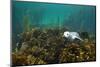 Young Grey Seal (Halichoerus Grypus) Resting on a Bed of Seaweed, Inner Hebrides, Scotland, UK-Alex Mustard-Mounted Photographic Print