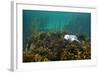 Young Grey Seal (Halichoerus Grypus) Resting on a Bed of Seaweed, Inner Hebrides, Scotland, UK-Alex Mustard-Framed Photographic Print