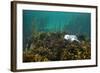 Young Grey Seal (Halichoerus Grypus) Resting on a Bed of Seaweed, Inner Hebrides, Scotland, UK-Alex Mustard-Framed Photographic Print