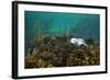 Young Grey Seal (Halichoerus Grypus) Resting on a Bed of Seaweed, Inner Hebrides, Scotland, UK-Alex Mustard-Framed Photographic Print