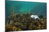 Young Grey Seal (Halichoerus Grypus) Resting on a Bed of Seaweed, Inner Hebrides, Scotland, UK-Alex Mustard-Mounted Photographic Print