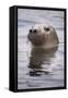 Young Grey Seal (Halichoerus Grypus) Taking a Curious Peep Out of the Water, Hebrides, Scotland, UK-Alex Mustard-Framed Stretched Canvas