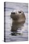 Young Grey Seal (Halichoerus Grypus) Taking a Curious Peep Out of the Water, Hebrides, Scotland, UK-Alex Mustard-Stretched Canvas