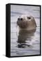 Young Grey Seal (Halichoerus Grypus) Taking a Curious Peep Out of the Water, Hebrides, Scotland, UK-Alex Mustard-Framed Stretched Canvas