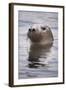 Young Grey Seal (Halichoerus Grypus) Taking a Curious Peep Out of the Water, Hebrides, Scotland, UK-Alex Mustard-Framed Photographic Print