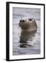 Young Grey Seal (Halichoerus Grypus) Taking a Curious Peep Out of the Water, Hebrides, Scotland, UK-Alex Mustard-Framed Photographic Print