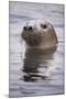 Young Grey Seal (Halichoerus Grypus) Taking a Curious Peep Out of the Water, Hebrides, Scotland, UK-Alex Mustard-Mounted Photographic Print