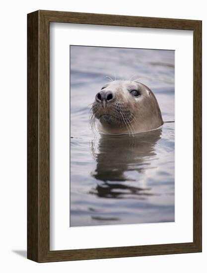 Young Grey Seal (Halichoerus Grypus) Taking a Curious Peep Out of the Water, Hebrides, Scotland, UK-Alex Mustard-Framed Photographic Print