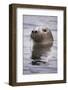 Young Grey Seal (Halichoerus Grypus) Taking a Curious Peep Out of the Water, Hebrides, Scotland, UK-Alex Mustard-Framed Photographic Print