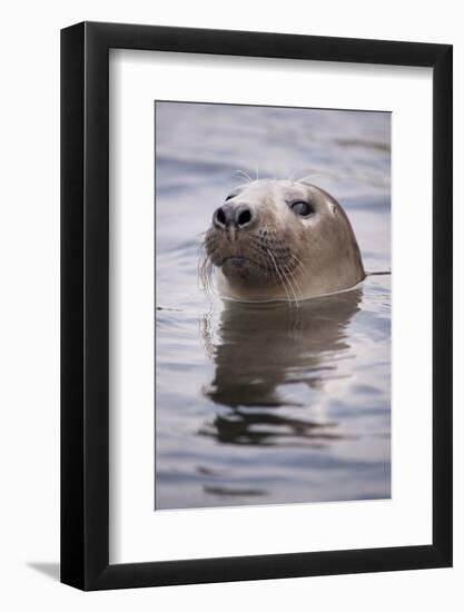 Young Grey Seal (Halichoerus Grypus) Taking a Curious Peep Out of the Water, Hebrides, Scotland, UK-Alex Mustard-Framed Photographic Print