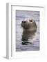 Young Grey Seal (Halichoerus Grypus) Taking a Curious Peep Out of the Water, Hebrides, Scotland, UK-Alex Mustard-Framed Photographic Print