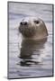 Young Grey Seal (Halichoerus Grypus) Taking a Curious Peep Out of the Water, Hebrides, Scotland, UK-Alex Mustard-Mounted Photographic Print