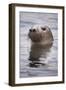 Young Grey Seal (Halichoerus Grypus) Taking a Curious Peep Out of the Water, Hebrides, Scotland, UK-Alex Mustard-Framed Photographic Print