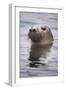 Young Grey Seal (Halichoerus Grypus) Taking a Curious Peep Out of the Water, Hebrides, Scotland, UK-Alex Mustard-Framed Photographic Print