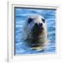 Young Grey Seal, Westcove,-Eric Meyer-Framed Photographic Print