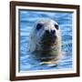 Young Grey Seal, Westcove,-Eric Meyer-Framed Photographic Print