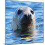 Young Grey Seal, Westcove,-Eric Meyer-Mounted Photographic Print