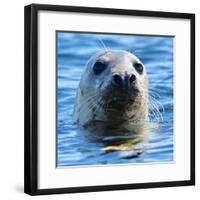 Young Grey Seal, Westcove,-Eric Meyer-Framed Photographic Print