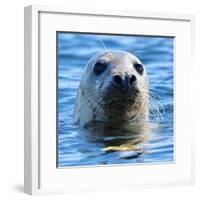 Young Grey Seal, Westcove,-Eric Meyer-Framed Photographic Print