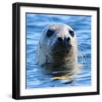 Young Grey Seal, Westcove,-Eric Meyer-Framed Photographic Print