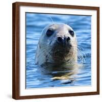 Young Grey Seal, Westcove,-Eric Meyer-Framed Photographic Print