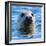 Young Grey Seal, Westcove,-Eric Meyer-Framed Photographic Print
