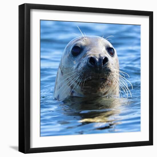 Young Grey Seal, Westcove,-Eric Meyer-Framed Photographic Print