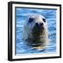 Young Grey Seal, Westcove,-Eric Meyer-Framed Photographic Print