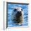 Young Grey Seal, Westcove,-Eric Meyer-Framed Photographic Print